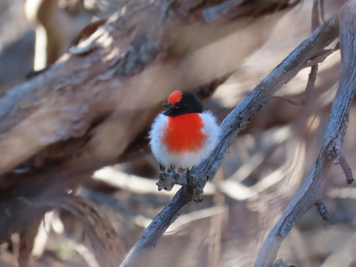 Red-capped Robin - ML617461502