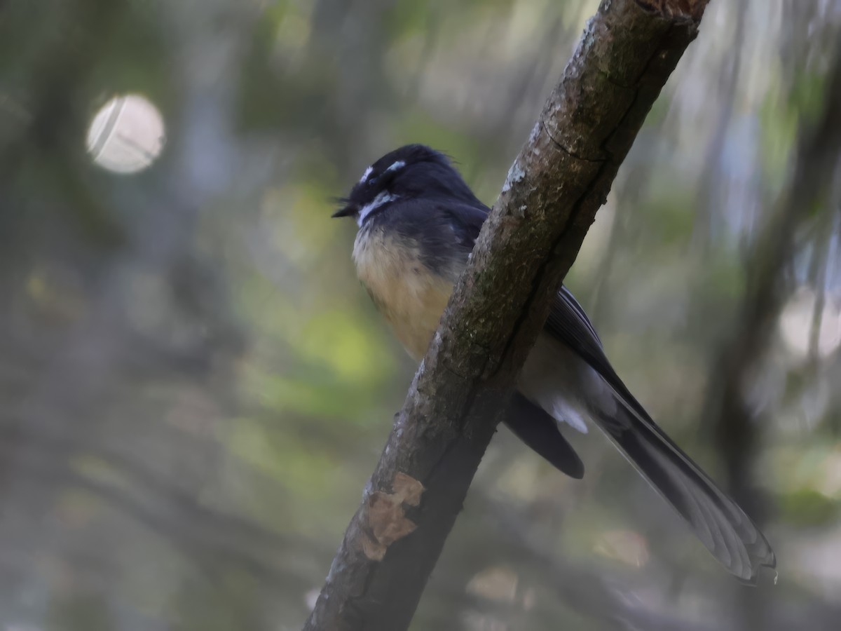 Gray Fantail - Heather Williams