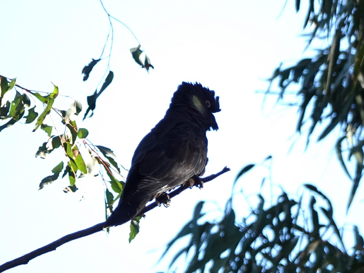 Yellow-tailed Black-Cockatoo - ML617461521