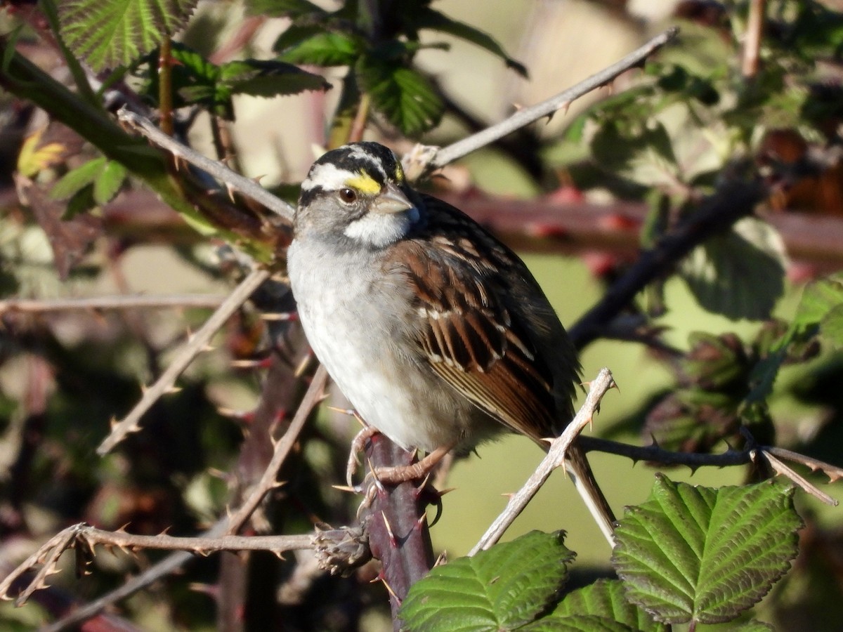 White-throated Sparrow - Zihan Wei