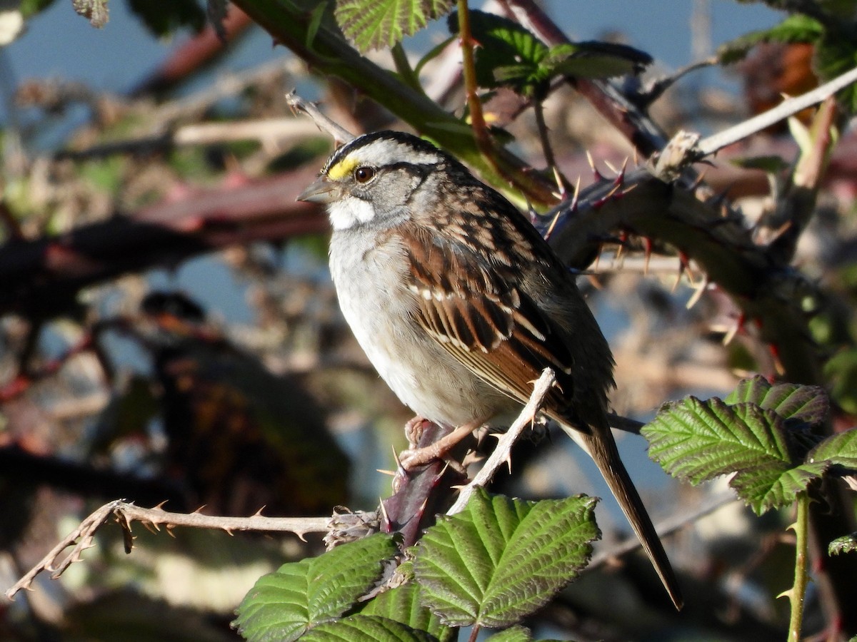 White-throated Sparrow - ML617461576