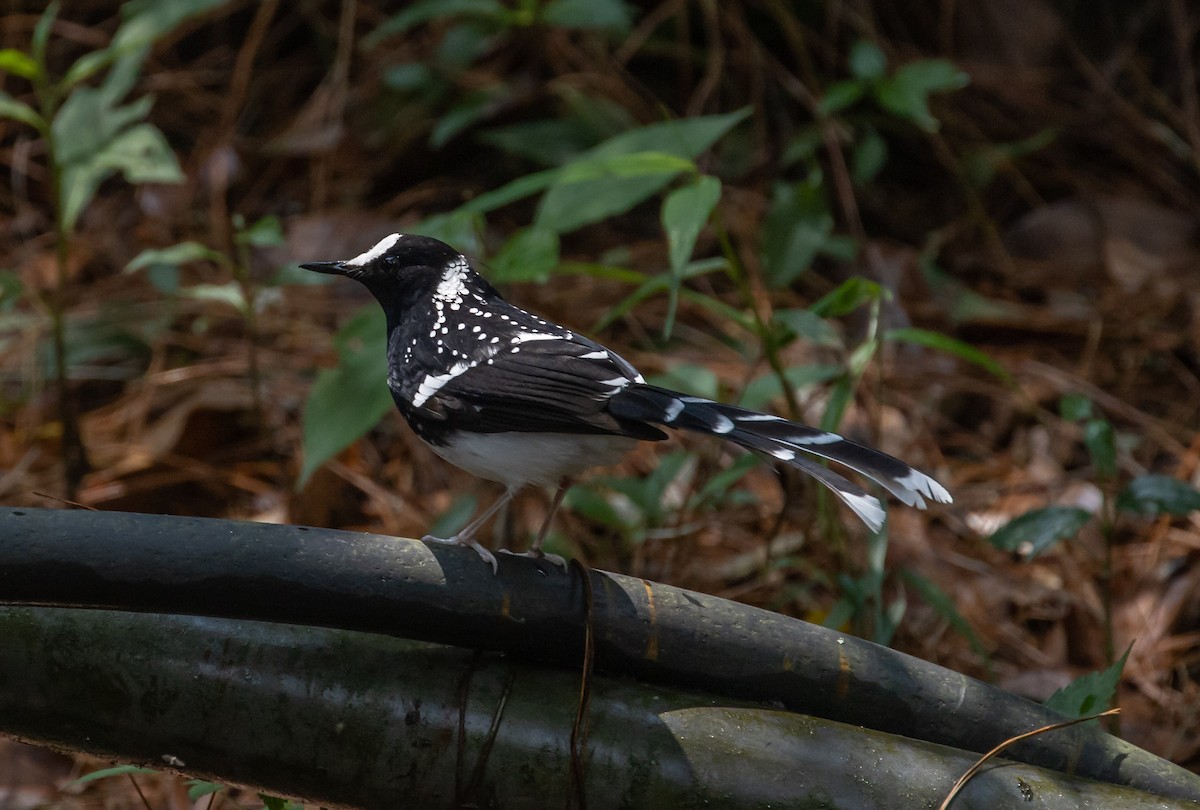 Spotted Forktail - ML617461598