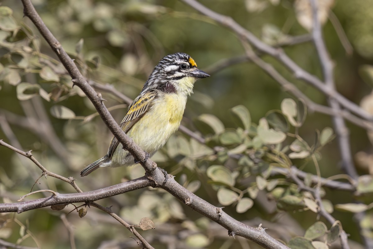 Yellow-fronted Tinkerbird - ML617461728