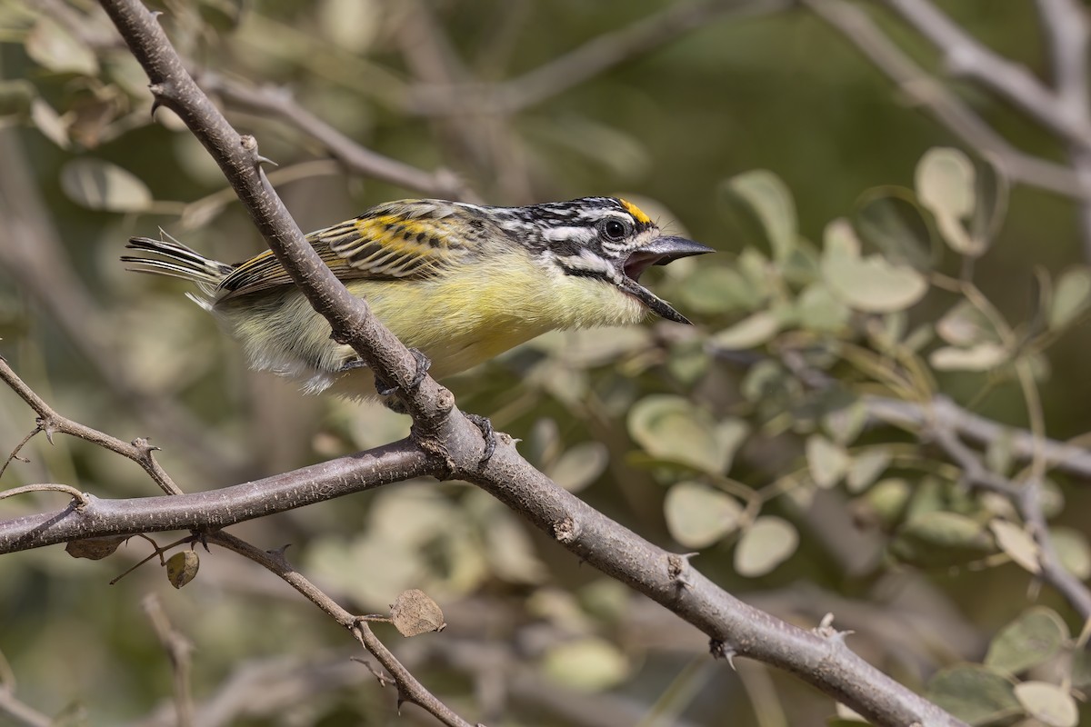 Yellow-fronted Tinkerbird - ML617461729