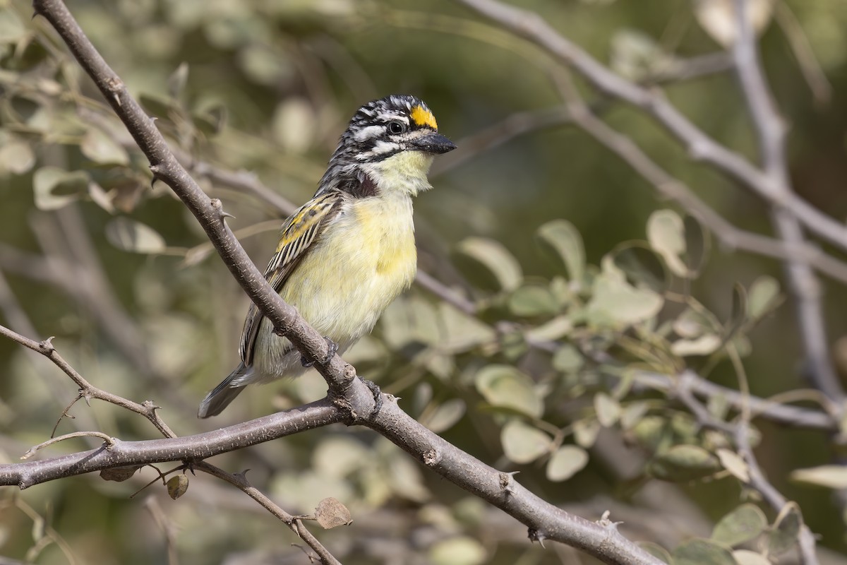 Yellow-fronted Tinkerbird - Marco Valentini