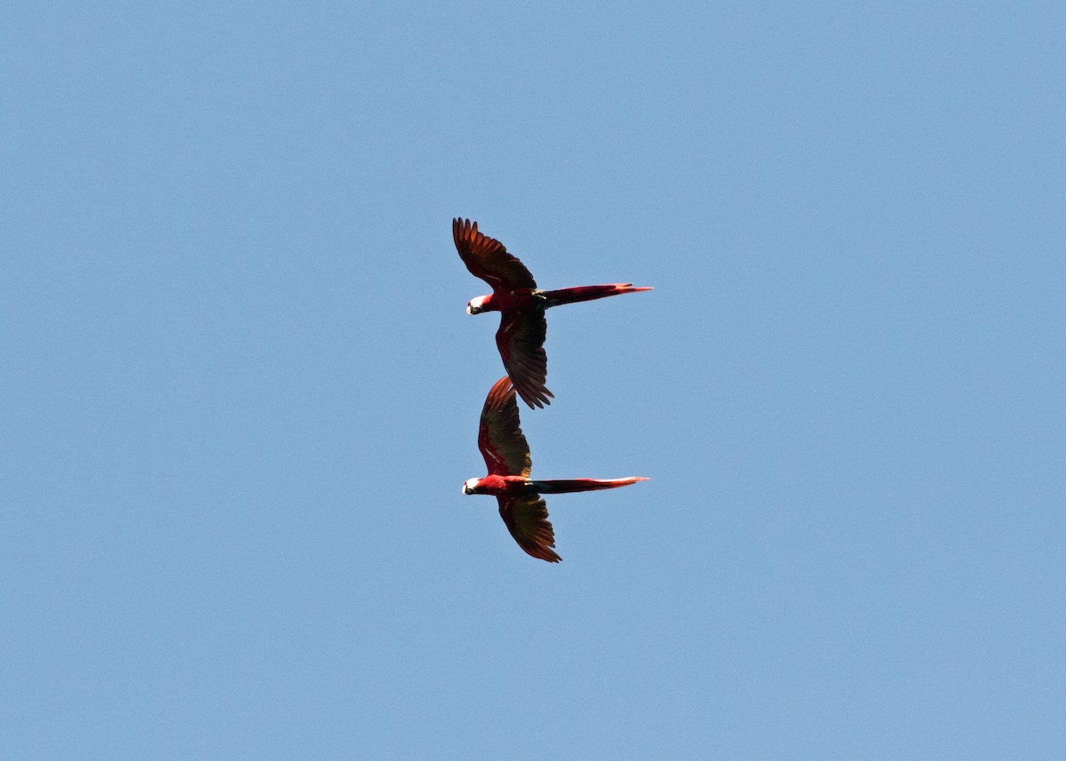 Scarlet Macaw - ML617461734