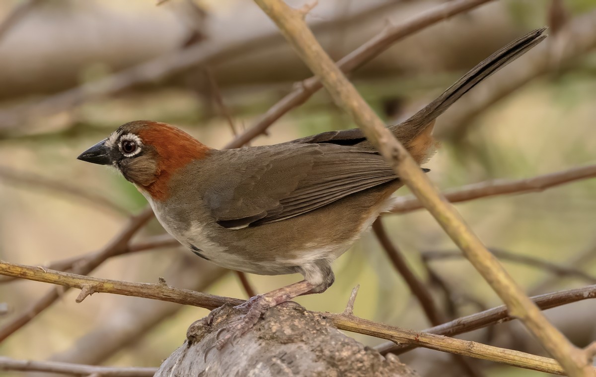 Rusty-crowned Ground-Sparrow - Scott Young