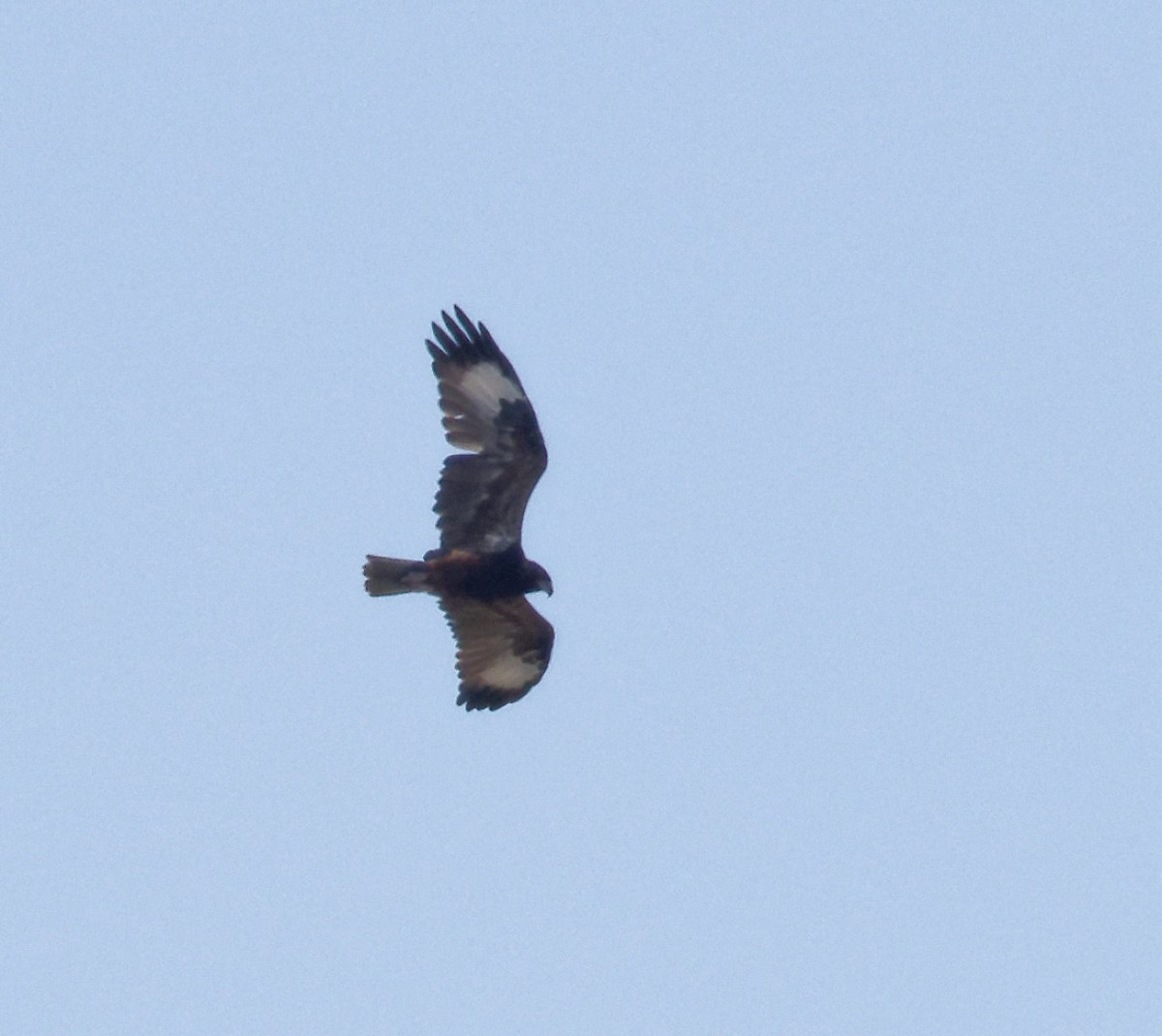 Black-breasted Kite - ML617461745