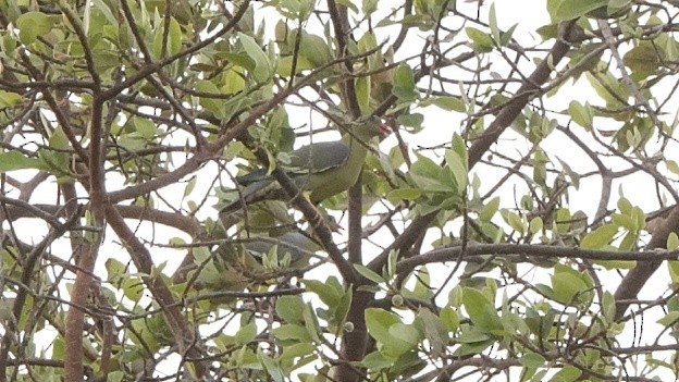 African Green-Pigeon - ML617461754