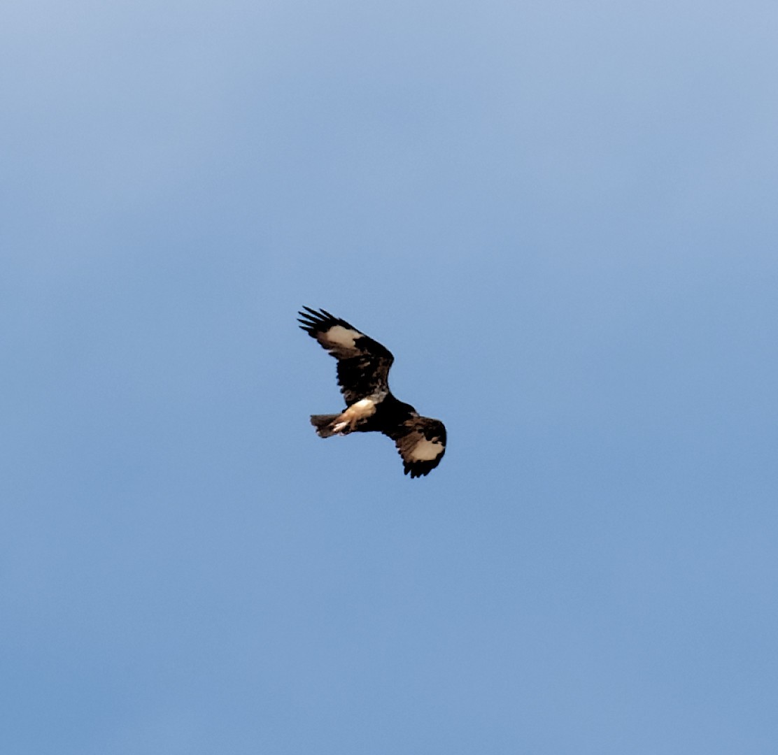 Black-breasted Kite - ML617461763