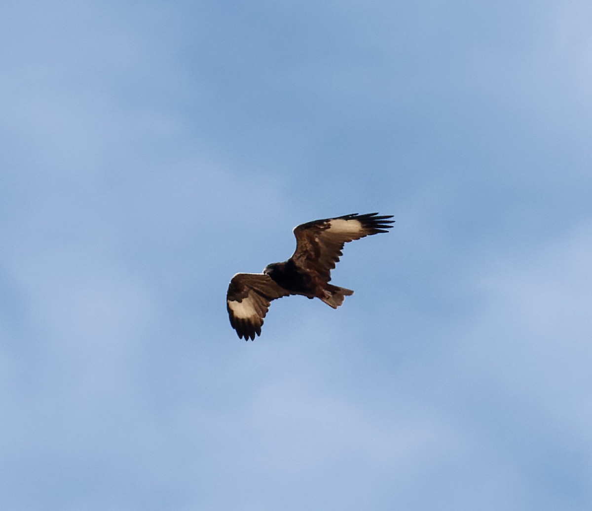 Black-breasted Kite - ML617461764