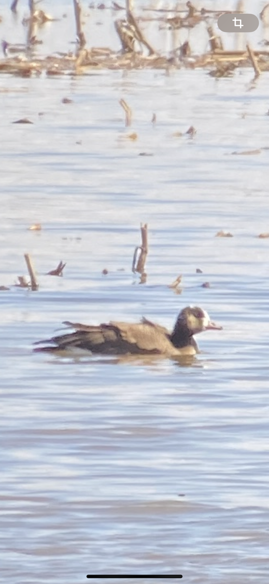 Greater White-fronted x Canada Goose (hybrid) - Robin Gingras