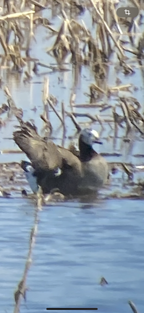 Greater White-fronted x Canada Goose (hybrid) - ML617461813