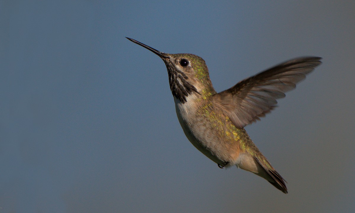 Calliope Hummingbird - ML617461818