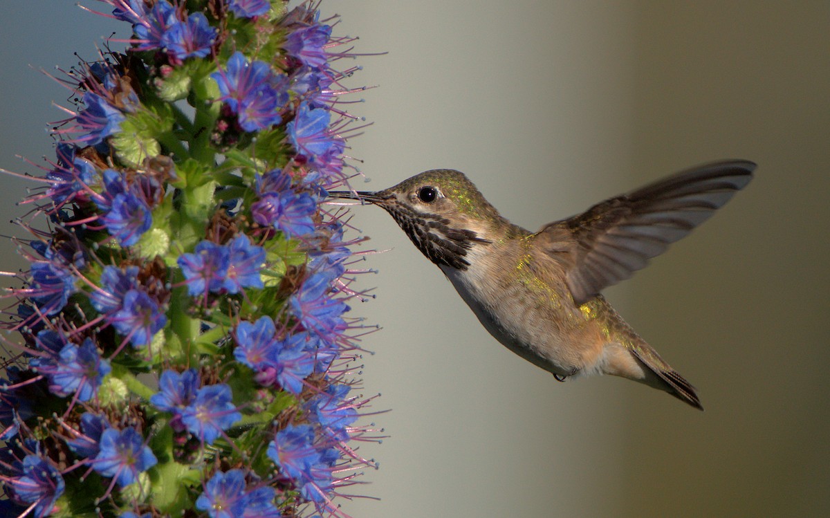 Calliope Hummingbird - Curtis Marantz
