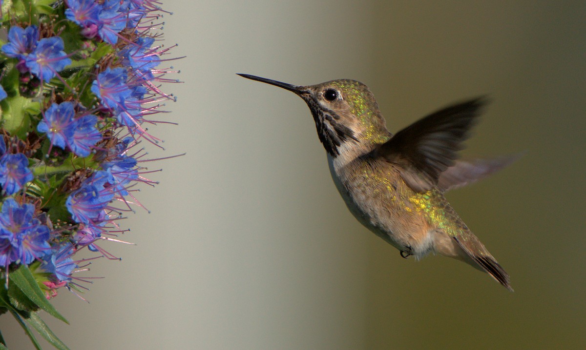 Calliope Hummingbird - Curtis Marantz