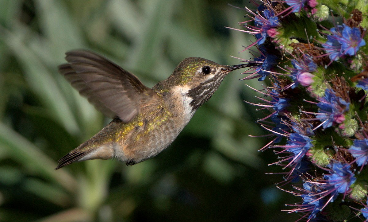 Calliope Hummingbird - ML617461829