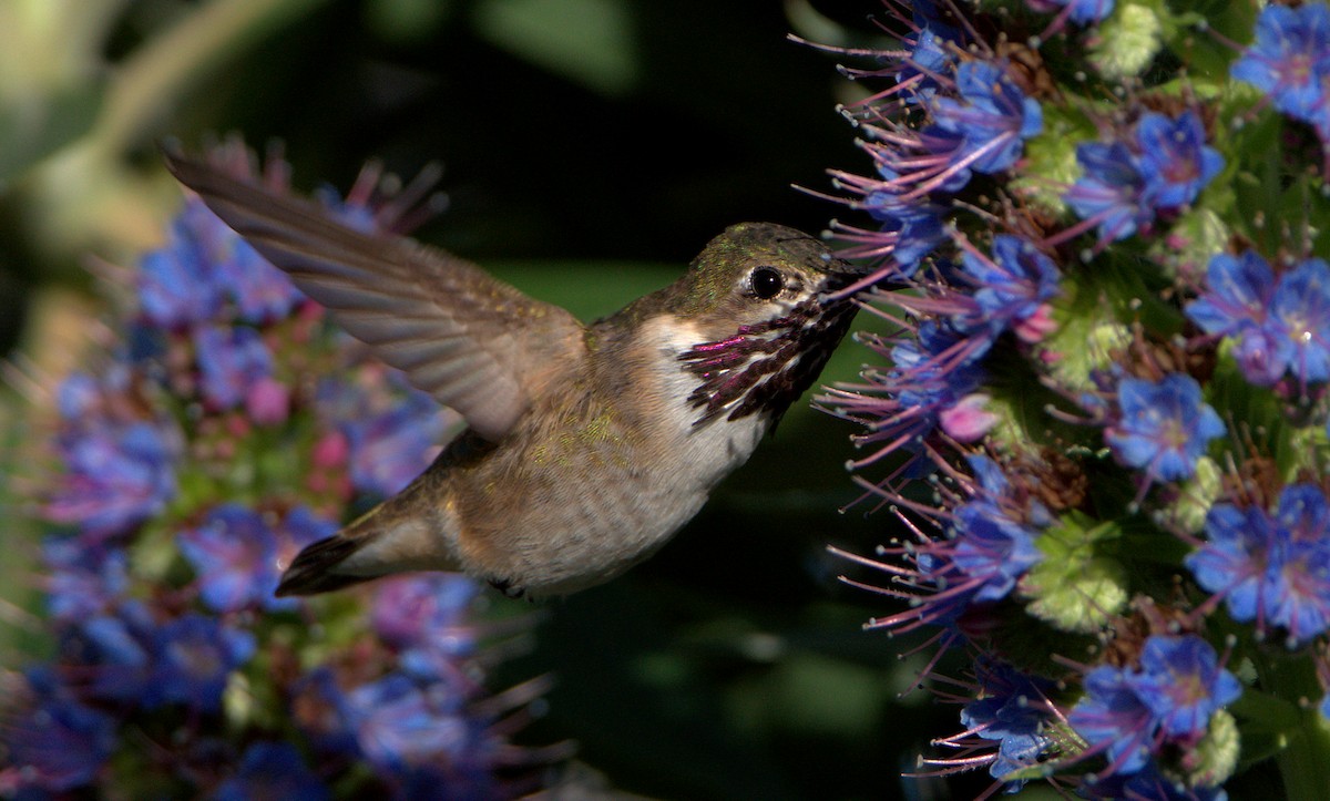 Calliope Hummingbird - ML617461830