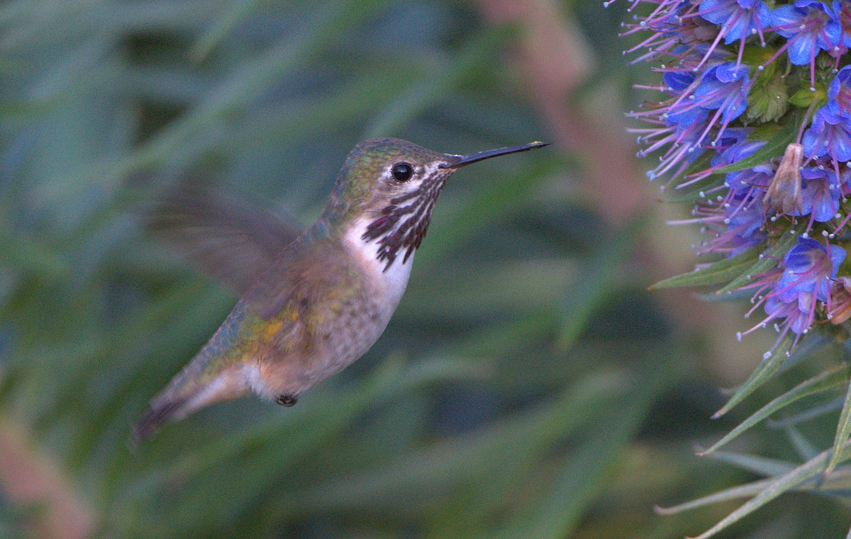 Calliope Hummingbird - ML617461833