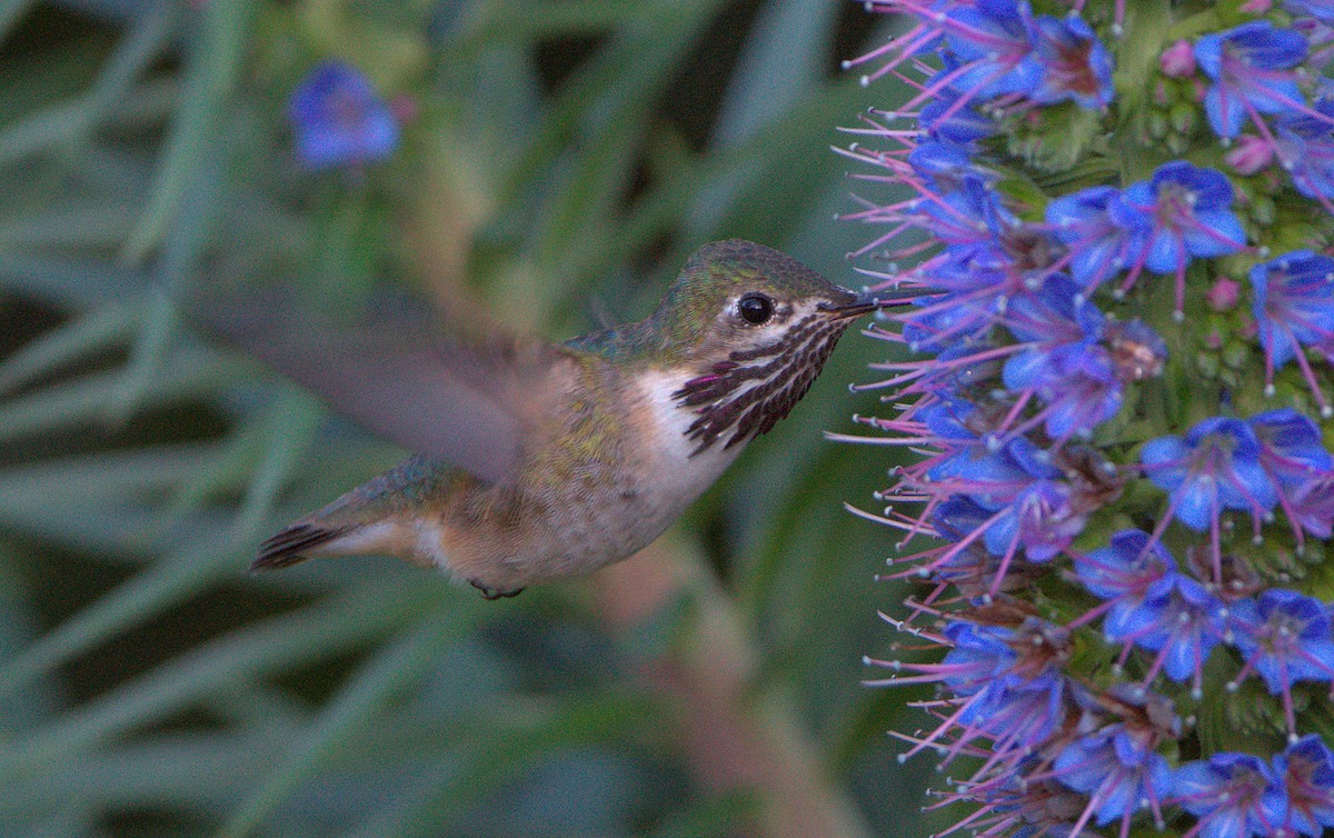 Calliope Hummingbird - ML617461835