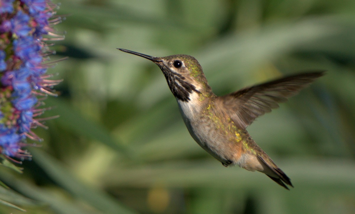 Calliope Hummingbird - ML617461836