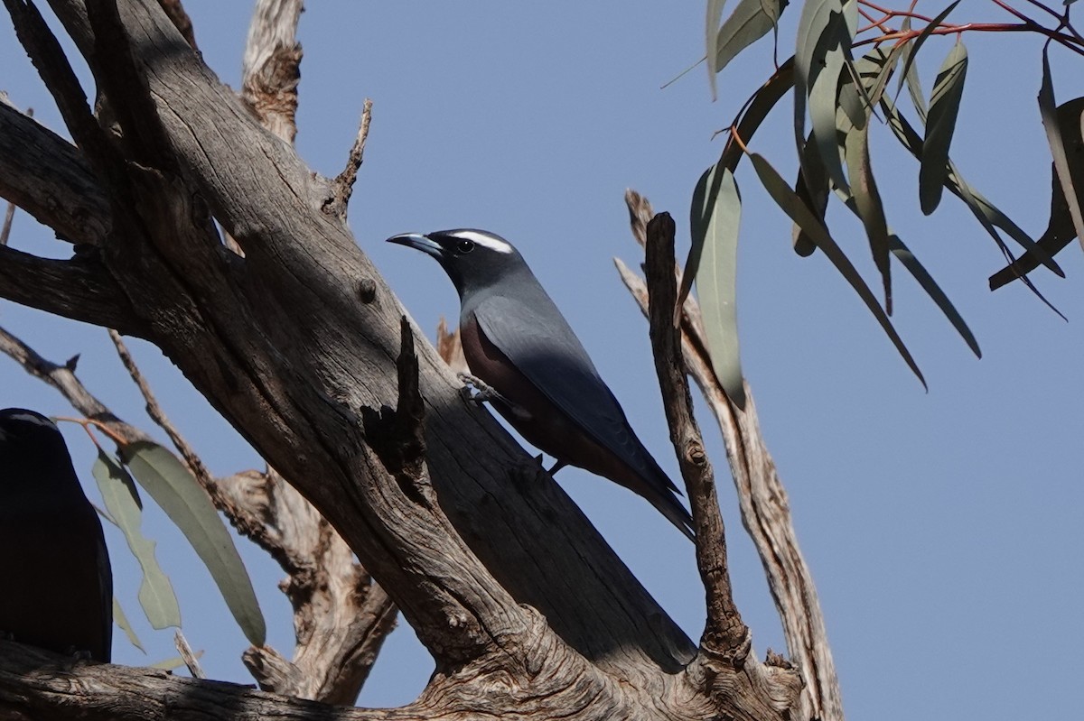White-browed Woodswallow - ML617461850