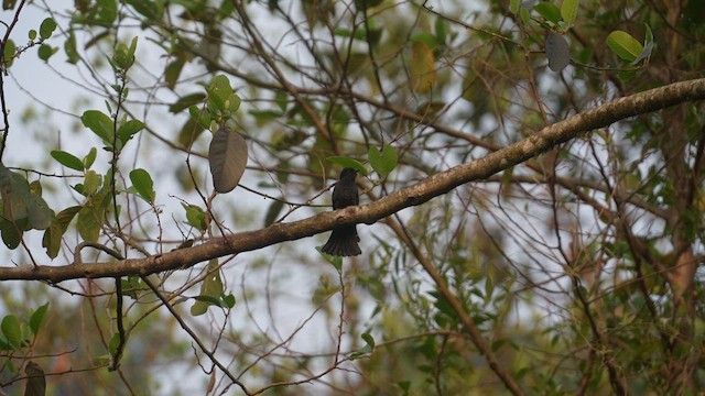 Square-tailed Drongo-Cuckoo - ML617461936