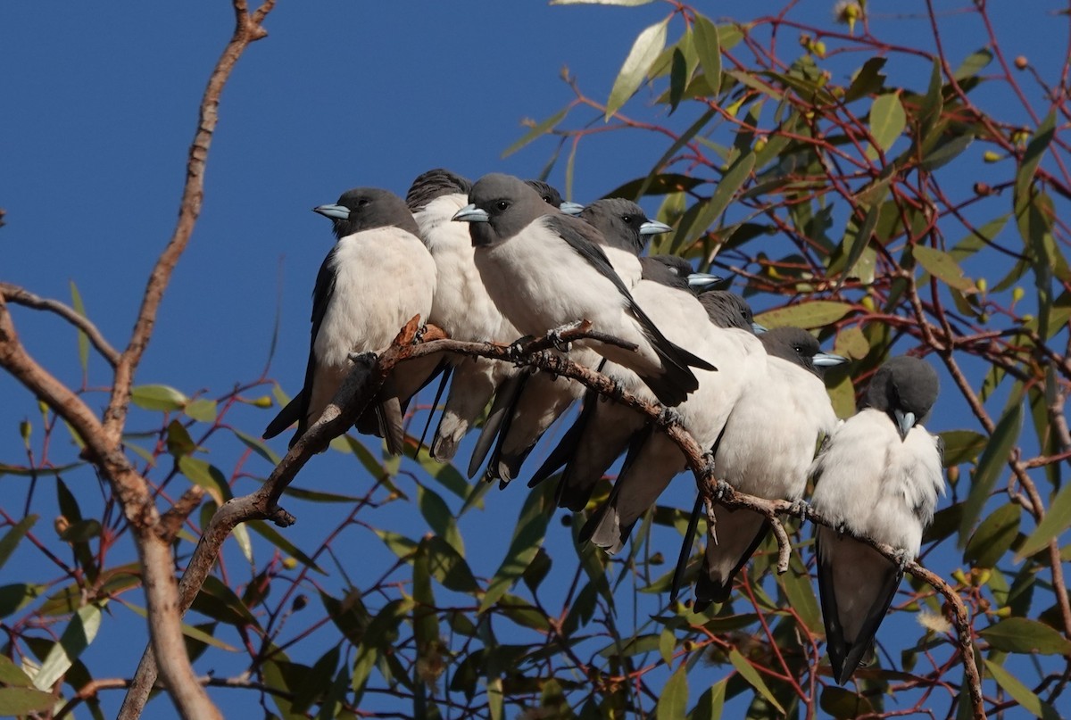 White-breasted Woodswallow - Steve Kornfeld