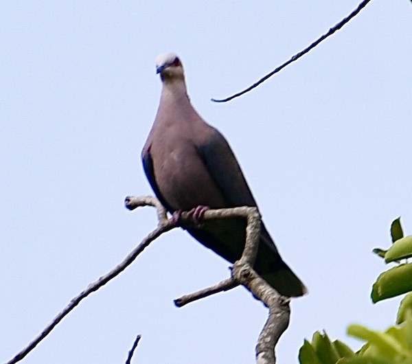Red-eyed Dove - ML617462028