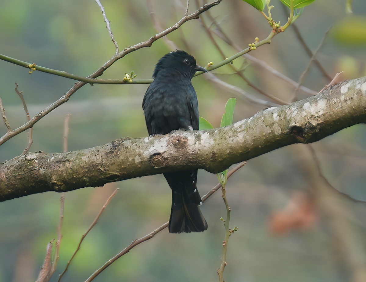 Square-tailed Drongo-Cuckoo - ML617462032