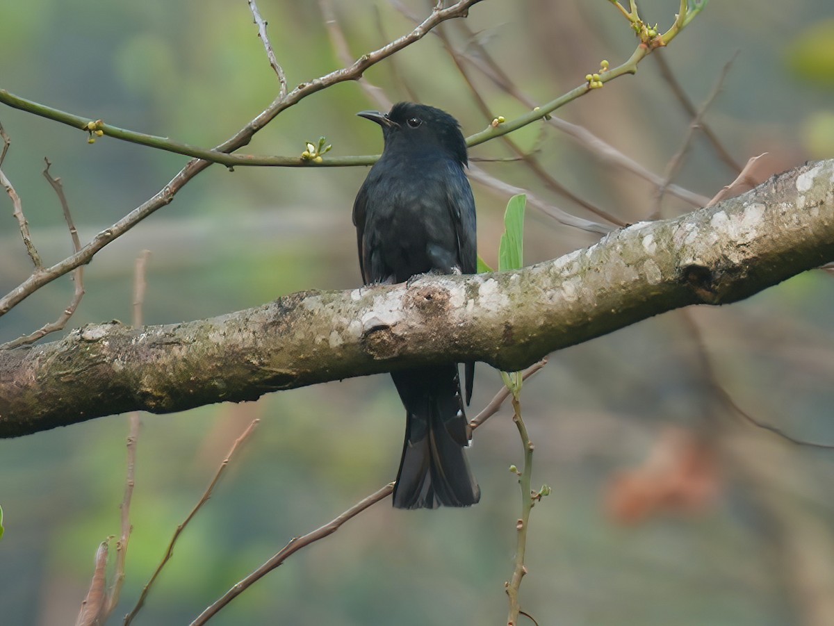 Square-tailed Drongo-Cuckoo - ML617462033