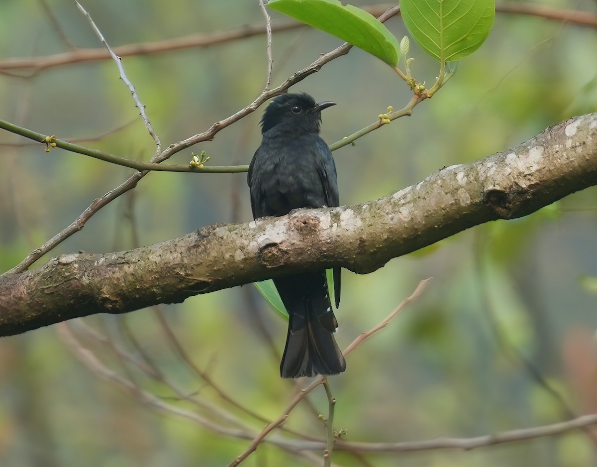 Square-tailed Drongo-Cuckoo - ML617462034