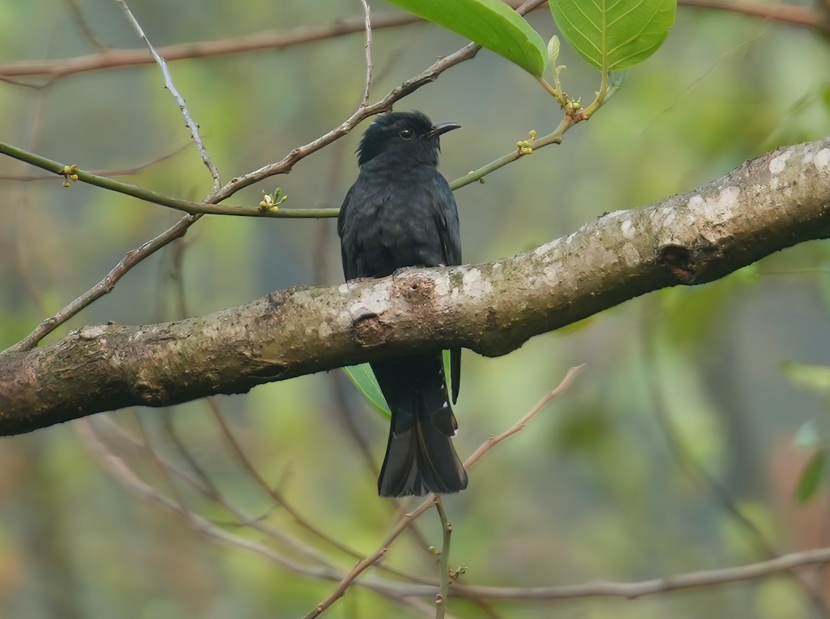 Square-tailed Drongo-Cuckoo - ML617462035