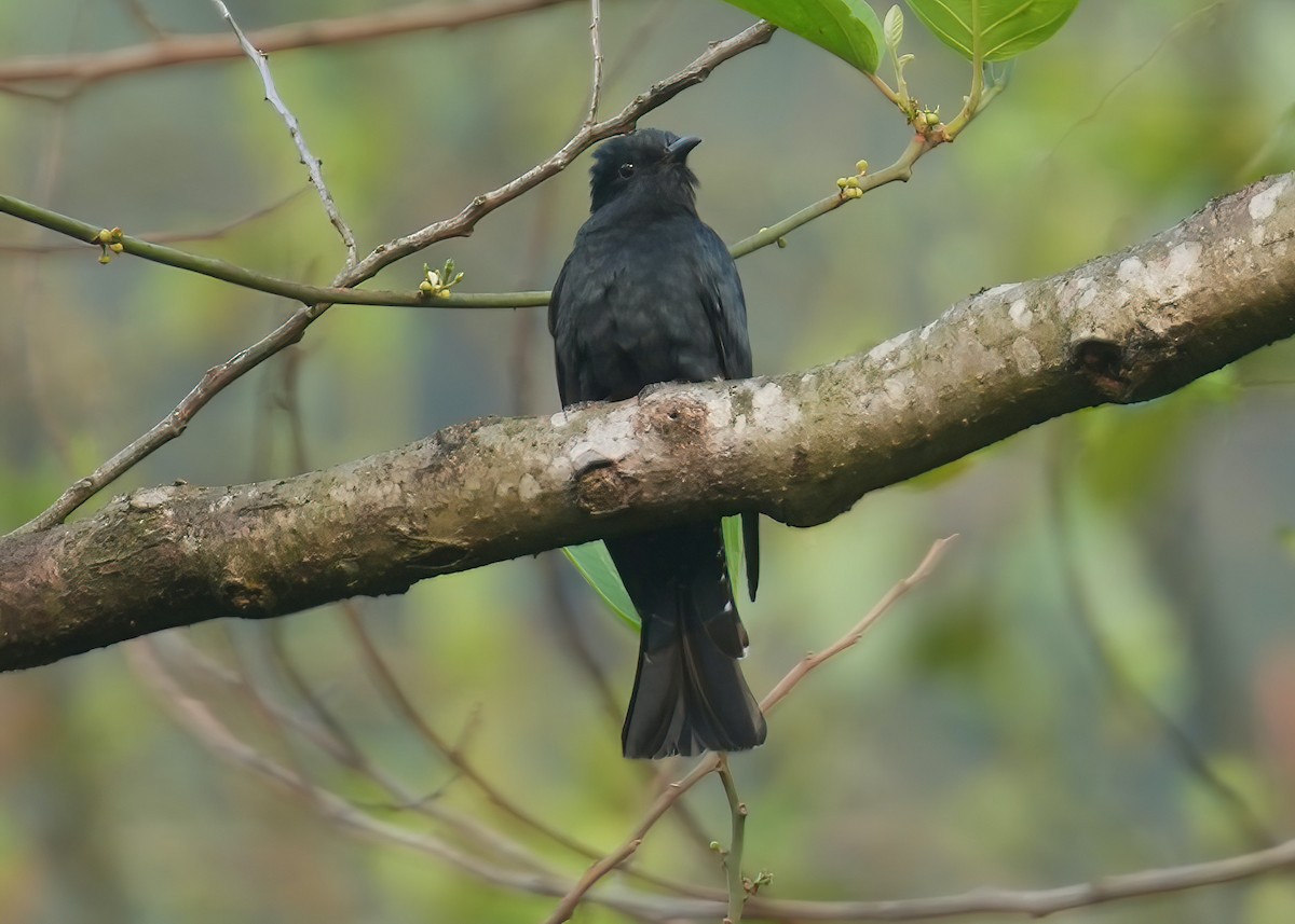 Square-tailed Drongo-Cuckoo - Sudip Simha