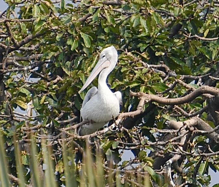 Pink-backed Pelican - ML617462051