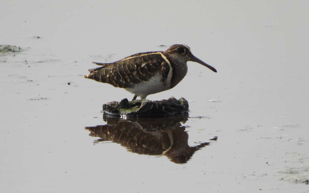 Greater Painted-Snipe - ML617462069