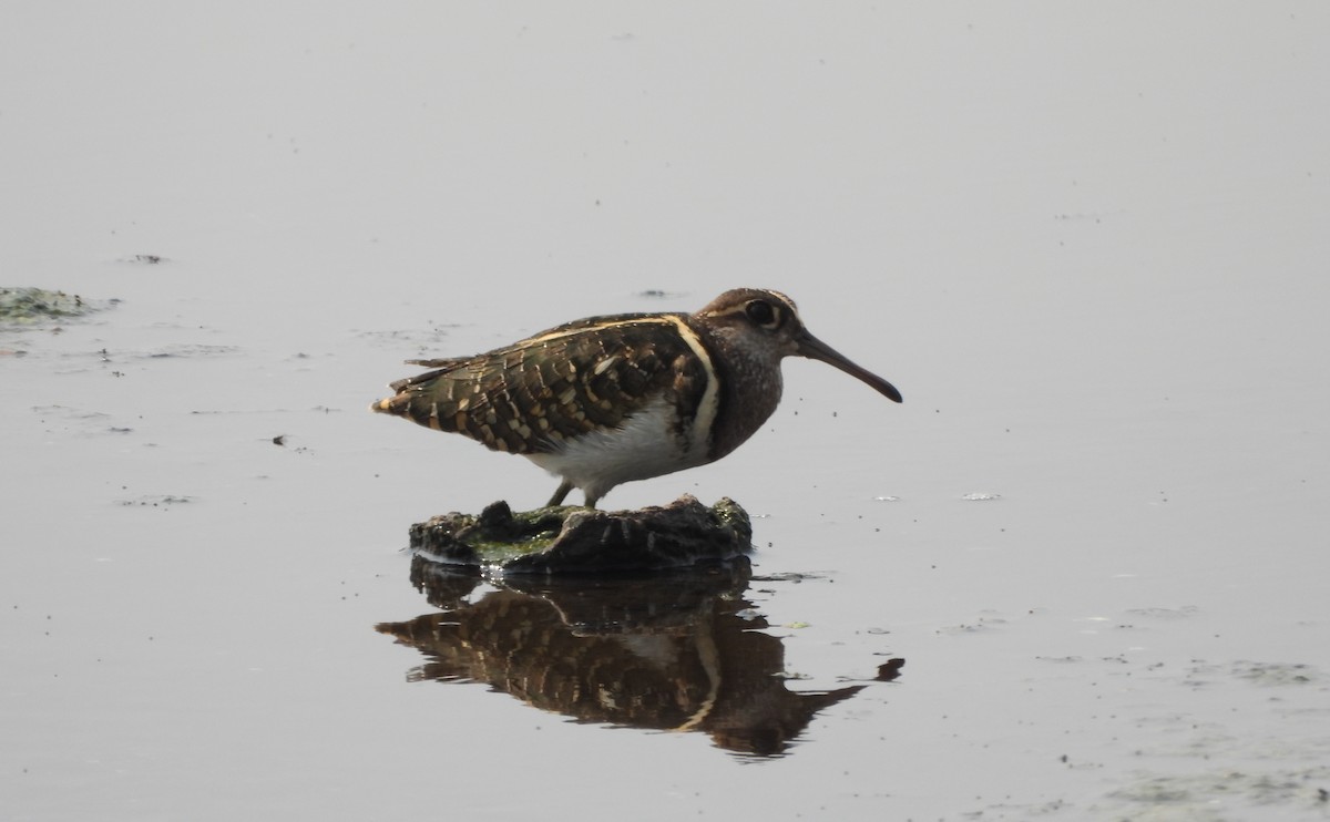 Greater Painted-Snipe - ML617462070