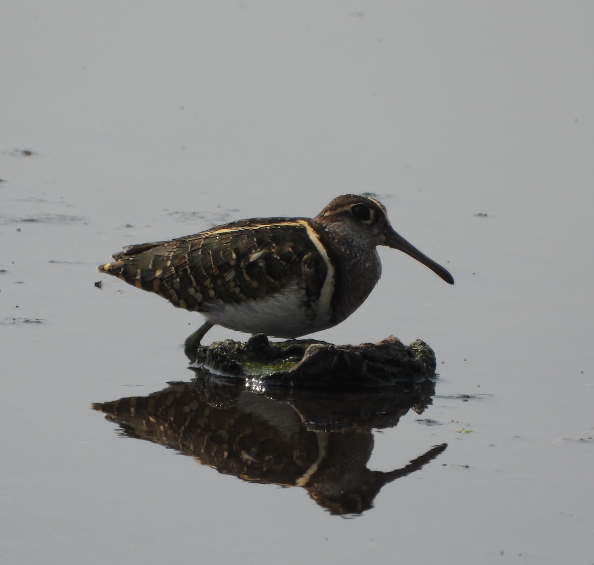 Greater Painted-Snipe - ML617462071