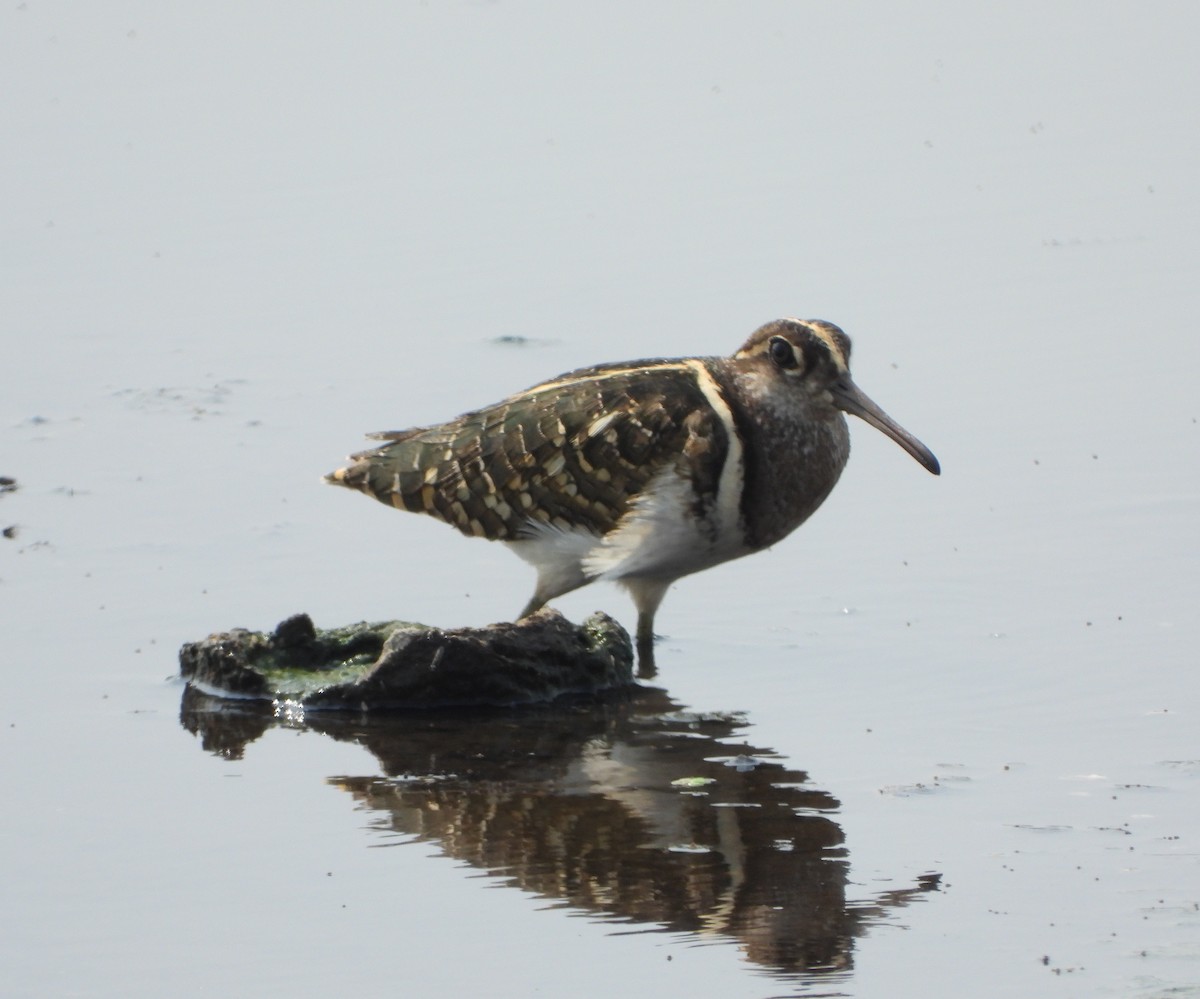 Greater Painted-Snipe - ML617462072