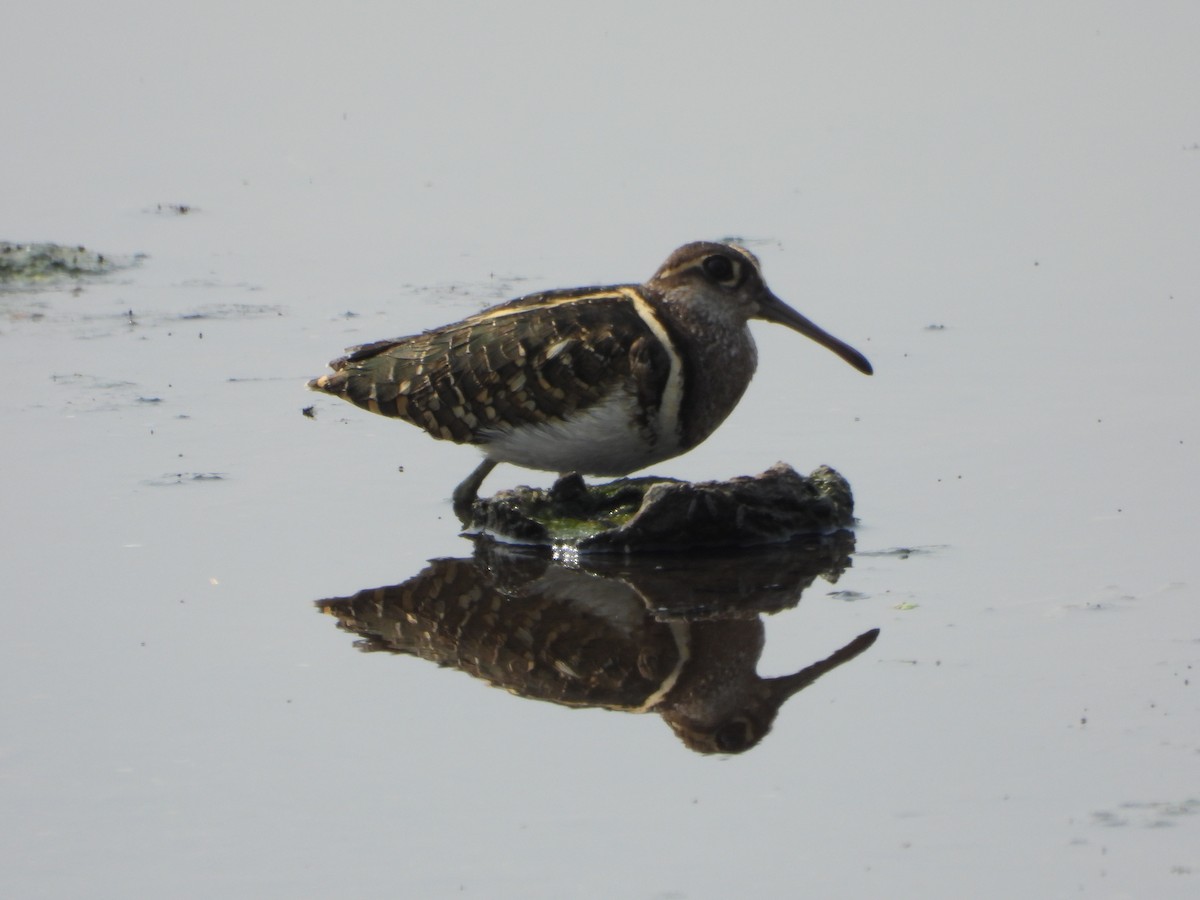 Greater Painted-Snipe - ML617462073