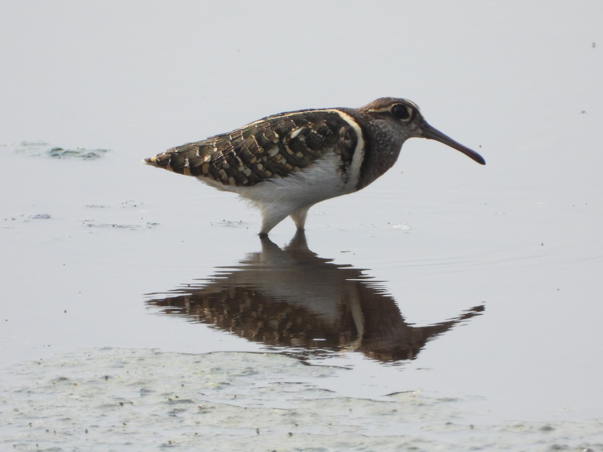 Greater Painted-Snipe - ML617462074