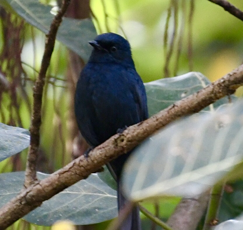 Fork-tailed Drongo - ML617462123