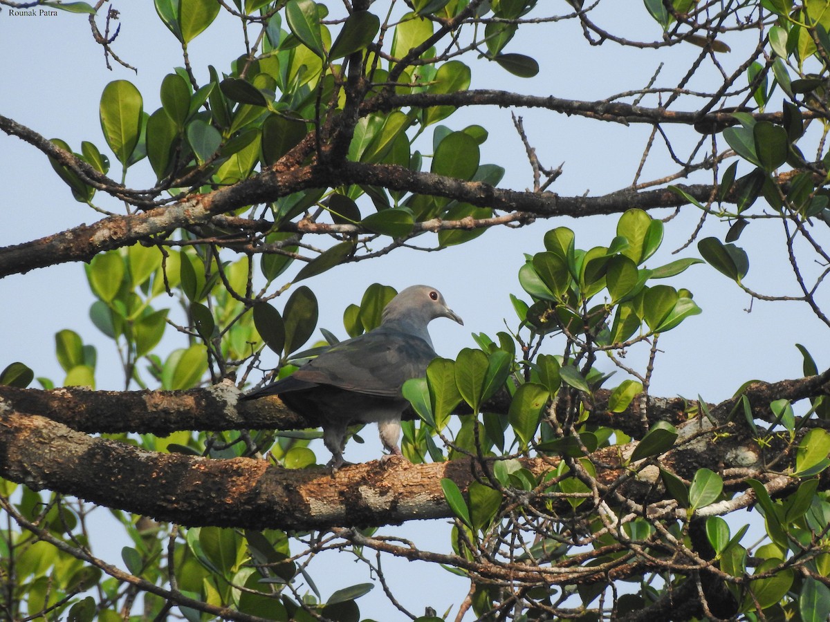 Green Imperial-Pigeon - ML617462168