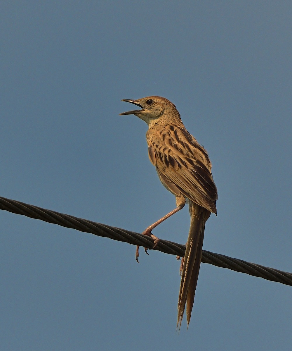Striated Grassbird - Bhaskar Mandal