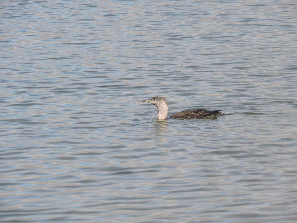 Red-throated Loon - Alex Trollope