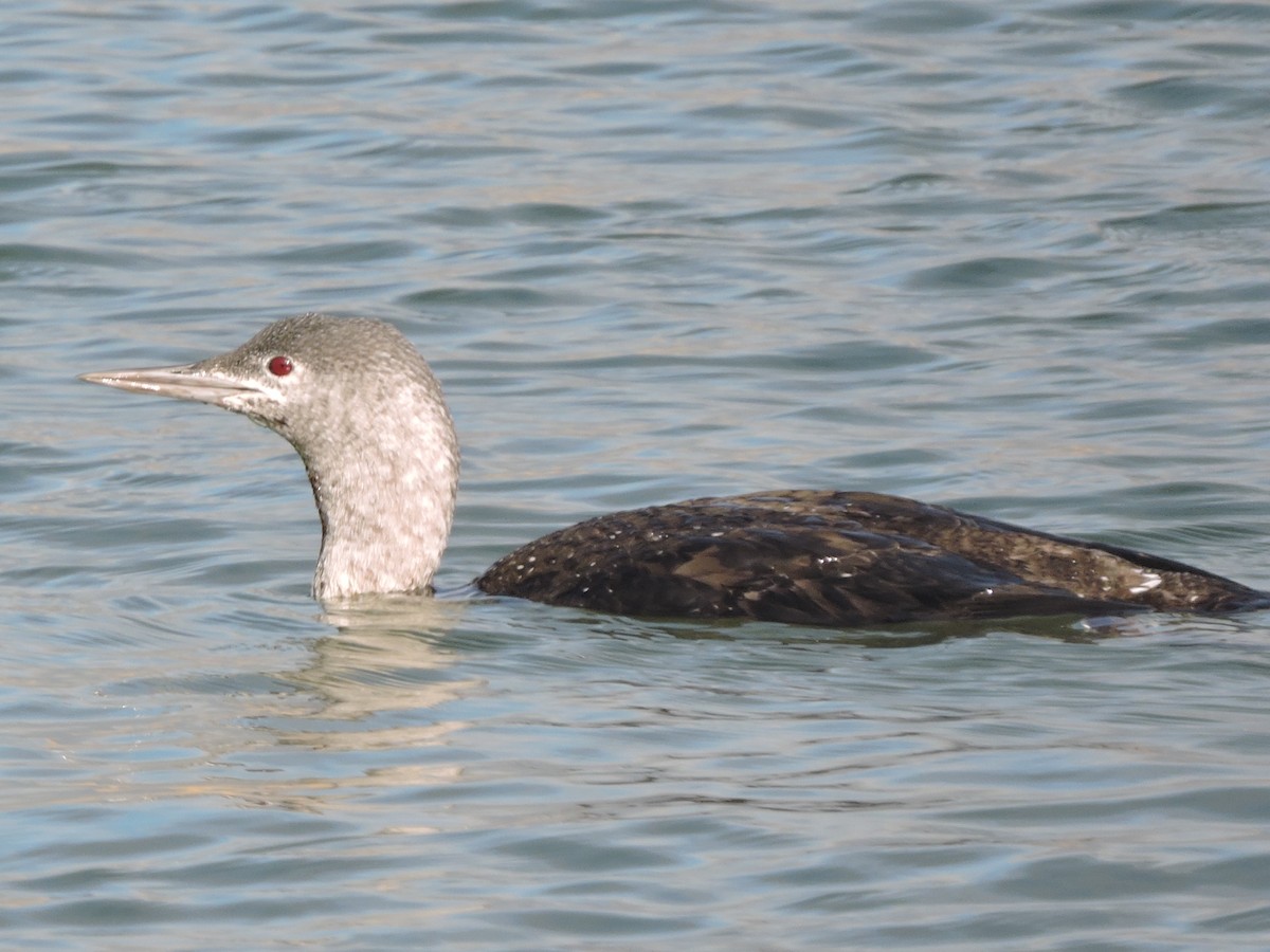Red-throated Loon - ML617462234