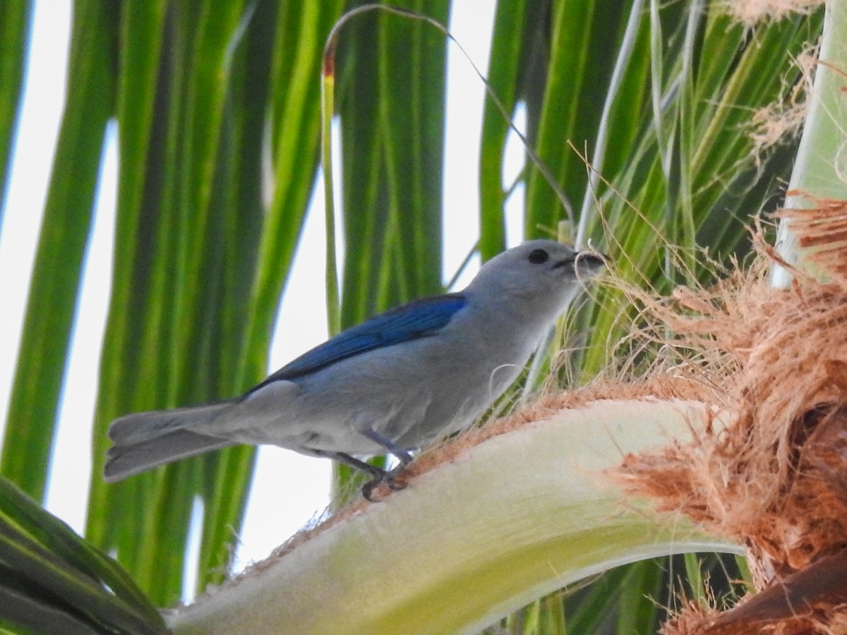 Blue-gray Tanager - ML617462246