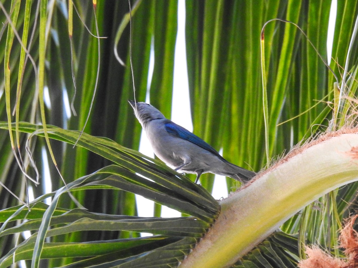 Blue-gray Tanager - ML617462248