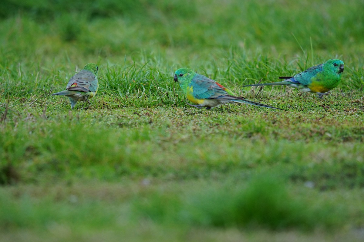 Red-rumped Parrot - ML617462304