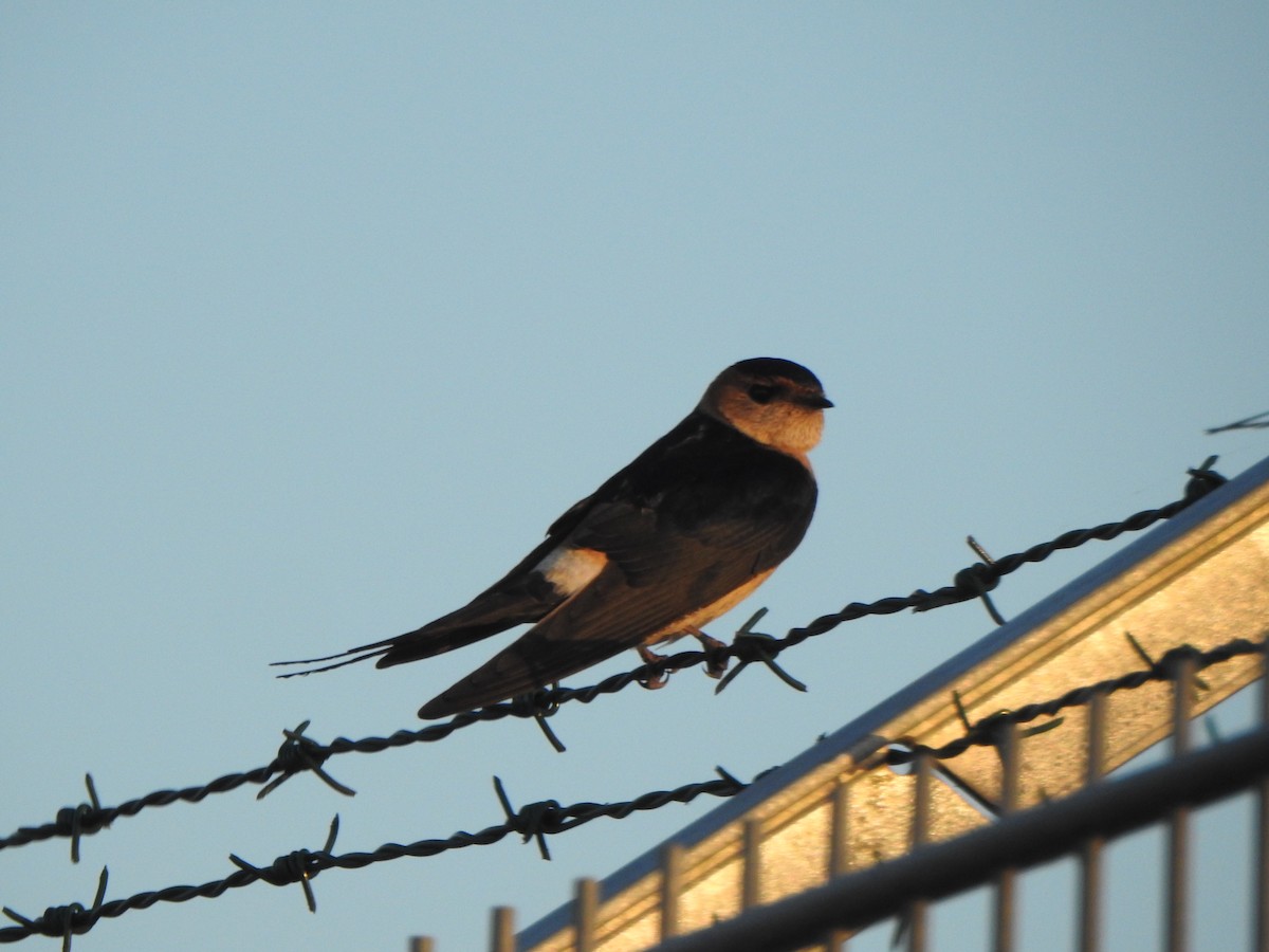 Red-rumped Swallow - ML617462318